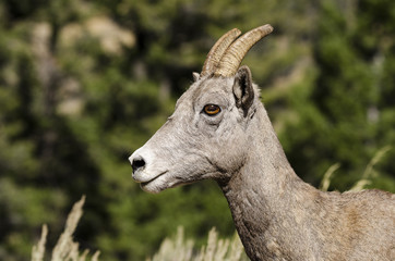 Bighorn sheep - Yellowstone National Park - Wyoming - USA