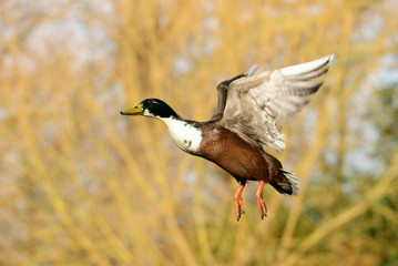 Mallard, Duck, Anas platyrhynchos