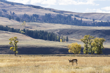 Obraz na płótnie Canvas Pronghorn - Yellowstone National Park - Wyoming - USA