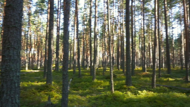 landscape with shadows of trees in the north forest, Karelia, pan view
