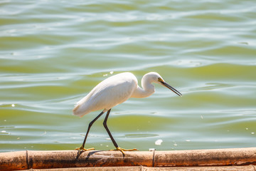  Little Egret (Egretta garzetta)