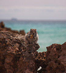 Chipmunk