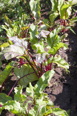 Growing beets