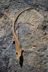 lizard

