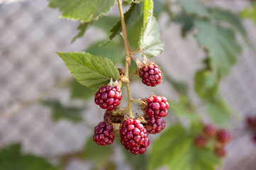 A branch of ripe raspberries