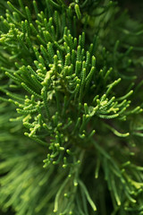 pine leaves texture background, soft focus