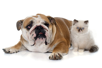 Obraz premium british longhair kitten and english bulldog