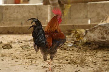 chicken © tophuafu