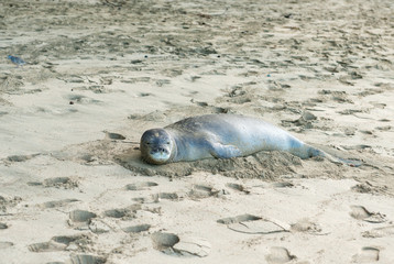 monk seal kauai hawaii