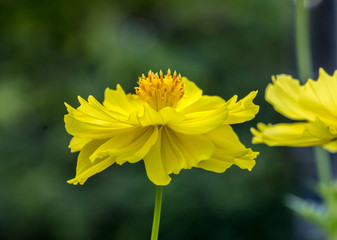 Yellow cosmos flower