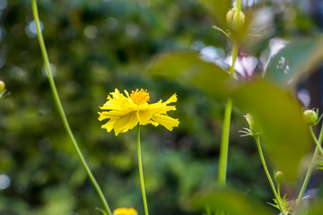Yellow cosmos flower