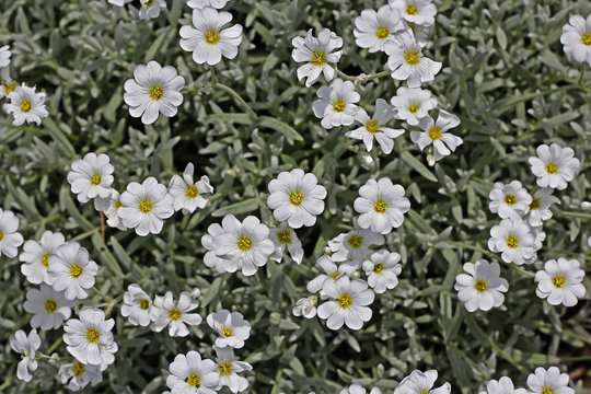 Fototapeta Jaskolka felt (Cerаstium tomentоsum)
