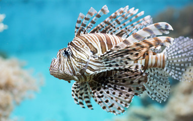 Fish swims in the aquarium, Zebra winged. Fish among corals and algae. 
