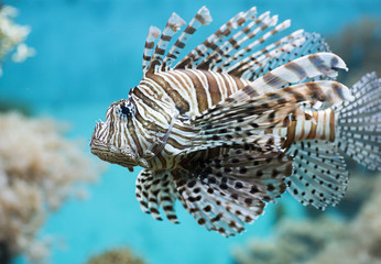 Fish swims in the aquarium, Zebra winged. Fish among corals and algae. 