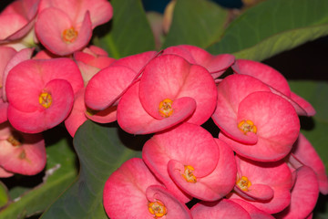 Euphorbia flower