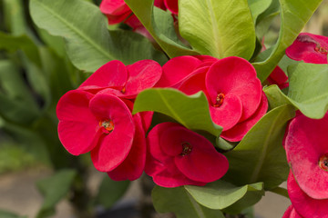 Crown of thorns or Christ thorn flowers, closeup