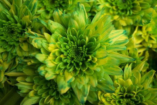 dyed green and yellow chrysanthemum flower, close up, blurred