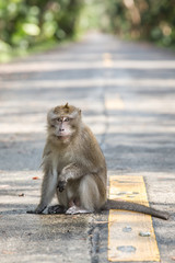 The monkey sitting on the road