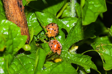 little bug on vegetable