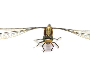dragonfly macro isolated on white background