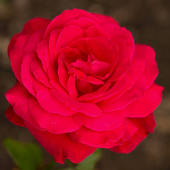 Flower red rose