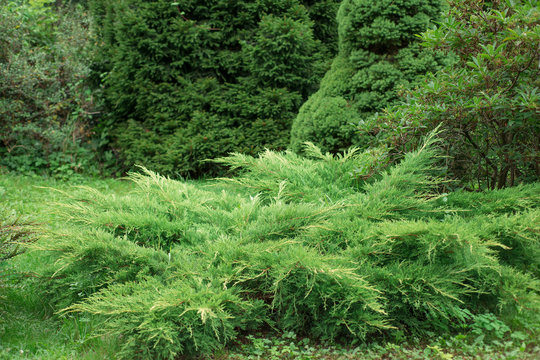 Juniperus horizontalis in the garden