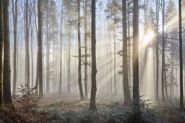 Foto auf Acrylglas Wohnzimmer Sonnenstrahlen durch den nebligen Wald