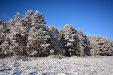winter country landscape