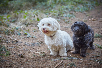 Havanese dogs playing outdoor