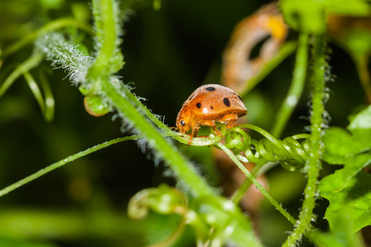 little bug on vegetable