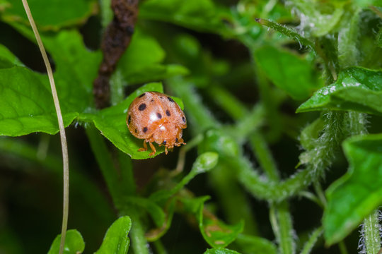 little bug on vegetable