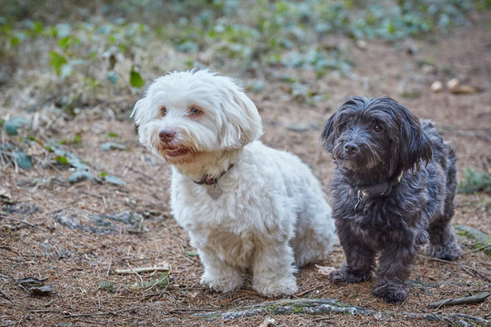 Havanese dogs playing outdoor