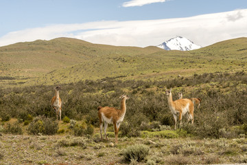 Guanaco