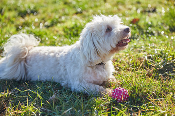 Havanese dogs playing outdoor - 98968638