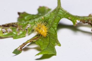 leaf worm on green leaf