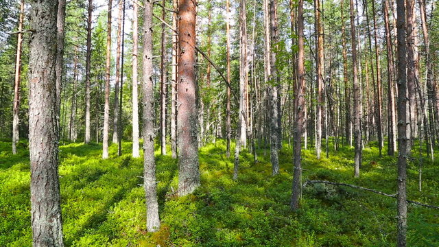 landscape with shadows of trees in the north forest, Karelia
