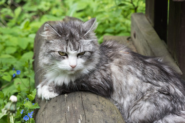 Cat resting and watching something