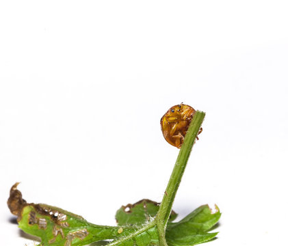 little bug