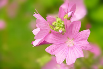 Alcea pallida pink flowers