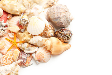 Obraz na płótnie Canvas Sea shells on white background