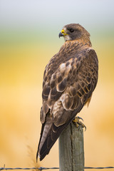 Swainson's Hawk (Buteo swainsoni)