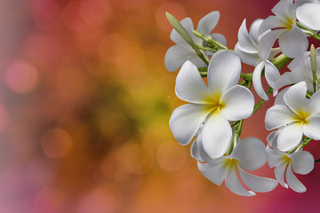 White flower plumeria bunch on bokeh pink background