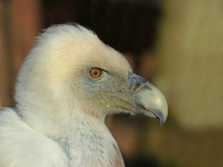 Portrait eines Gänsegeiers (Gyps fulvus) 
