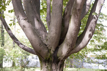 Fototapeta premium Branched tree trunk