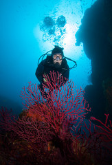 Scuba diver and coral reef with red coral .