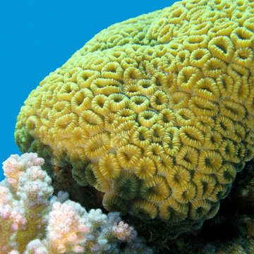 coral reef with brain coral inf tropical sea, underwater
