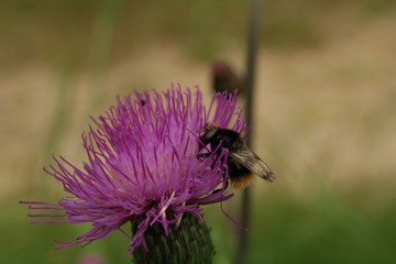 Bumblebee on a purple thistle. Insects in the wild.