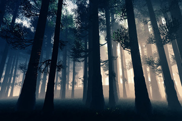 Mysterious Fairy Tale Deep Magic Forest