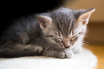 Fototapeta premium Katzenkind