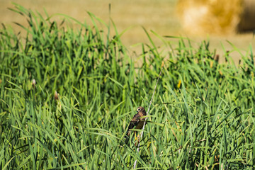 .Northern Harrier (Circus cyaneus)